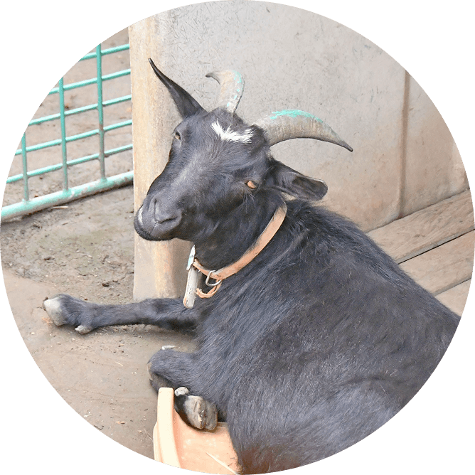 山羊やうさぎの飼育